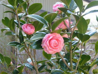 ���Ƃ߂΂�