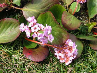 �Ђ܂��䂫�̂���