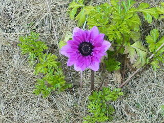 ���˂���