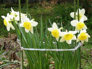 ����ς�������