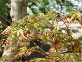 ���݂��̂͂�