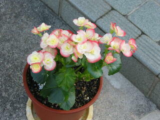 ���[�K�[�X�E�x�S�j�A