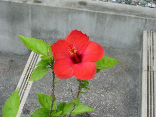 �n�C�r�X�J�X