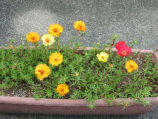 �܂΂ڂ���