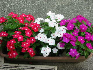 �ɂ��ɂ�����