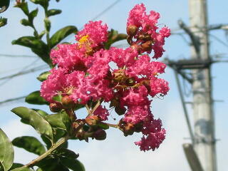 ���邷�ׂ�