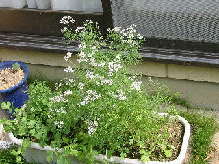 �R���A���_�[