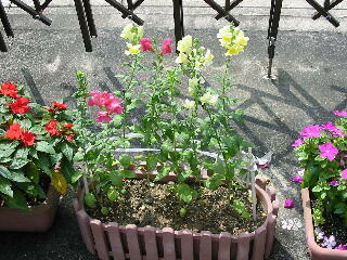 ���񂬂傻��