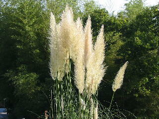 �p���p�X�O���X