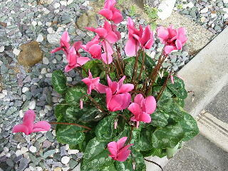 ������߂�