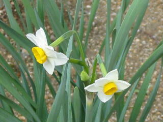 �ӂ�������������