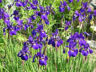 �����΂�