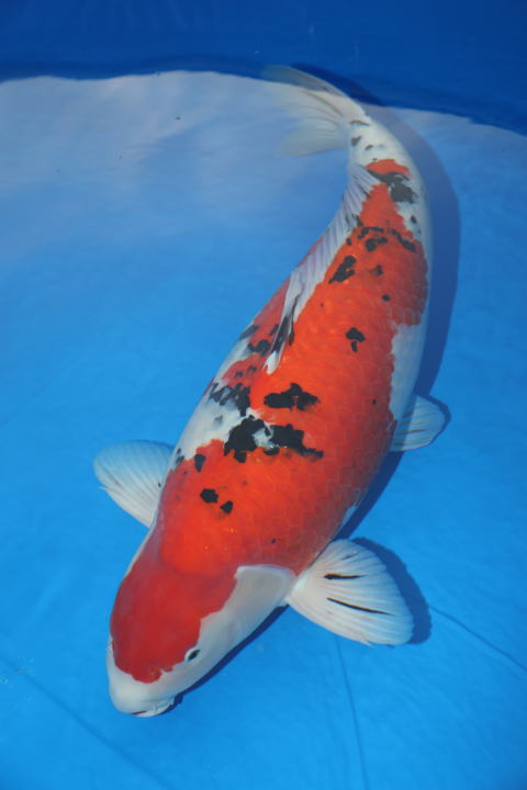 ☆　鯉の洋平　ハイブリット大正三色　５7ｃｍ　オス　２歳 Ｎｏ．6☆　