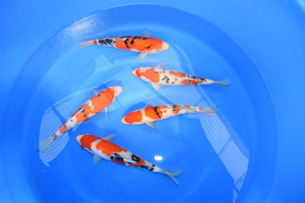 ☆　鯉の洋平　ハイブリット大正三色　５7ｃｍ　オス　２歳 Ｎｏ．6☆　