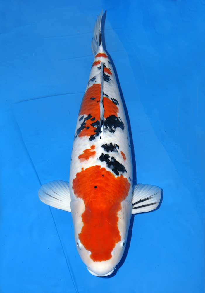 ☆　鯉の洋平　ハイブリット大正三色　５7ｃｍ　オス　２歳 Ｎｏ．6☆　